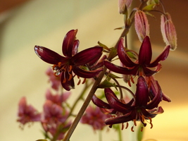 Foto: Dr. Peter Müller